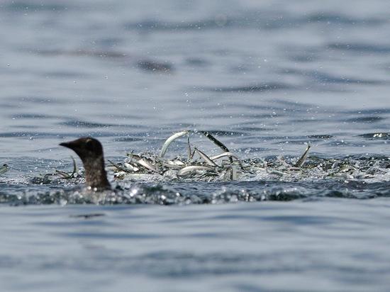 Marbled murrelet feeding in a Pacific sand lance “ball"