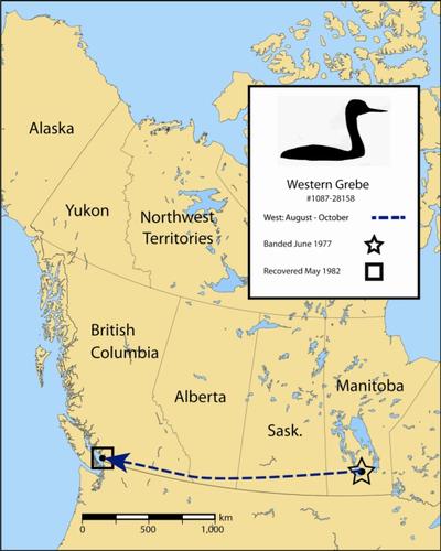 Figure 1. An example of migration for an individual western grebe