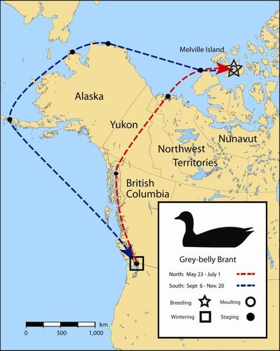 Figure 2. Migration of a grey-belly brant