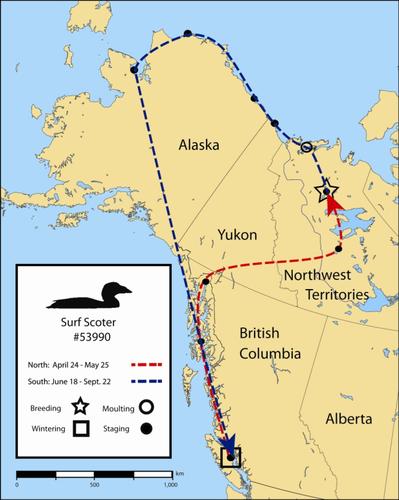 Figure 3. An example of migration for an individual surf scoter