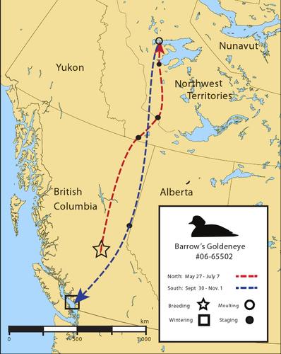 Figure 4. An example of migration for an individual Barrow’s goldeneye