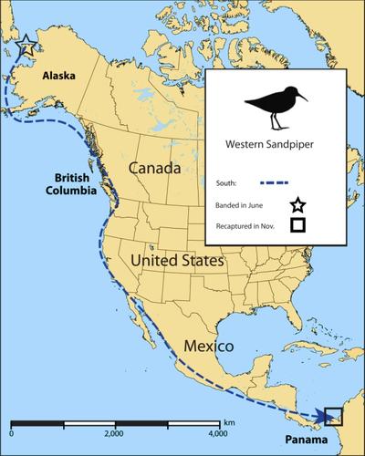 Figure 5. This western sandpiper individual was banded as a fledgling in June 1994