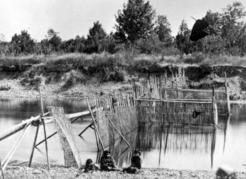 Salmon weirs were among the many traditional First Nations methods of catching salmon. This one was on the Cowichan River, circa 1900.  BC Archives G-06604