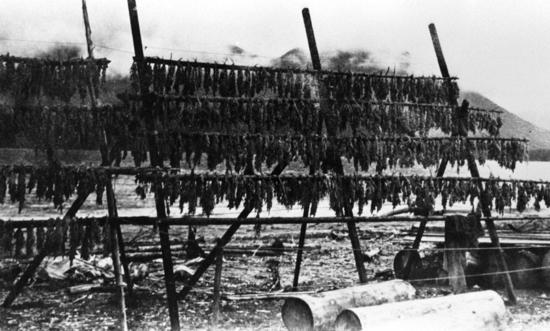 The arrival of shoals of herring to spawn into Clayoquot Sound each spring started the seasonal cycle of food harvesting. The Nuu-chah-nulth anchored hemlock boughs in the bays and inlets during a herring spawn. When heavily coated with herring roe, the boughs were collected and dried on racks, for use in the winter.