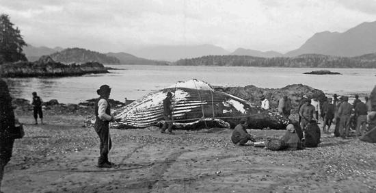 One of the last traditional Tla-o-qui-aht whale hunts brought this whale ashore to the beach at Echachis. “Indians caught a whale. A big monster of a humpback,” wrote Father Charles Moser in his diary on April 21, 1905. Father Charles took many photographs, including this one, during his years as a missionary on the coast.