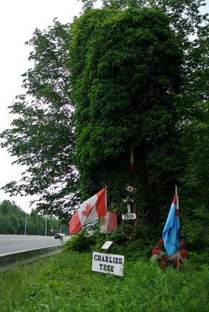 Charlie’s tree, a landmark on the TransCanada Highway.