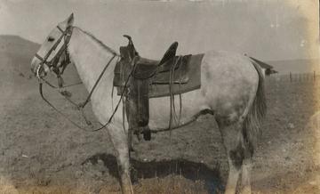 Gordon Flowerdew’s horse.