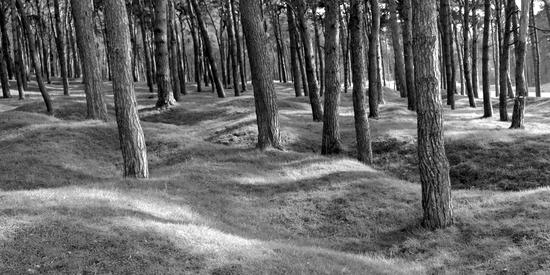 This forest has grown on what was once a landscape blown apart by bombs and mines.