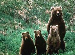 Grizzly bears