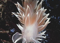 Frosted nudibranch. Moore Point, Francis Peninsula, s. BC