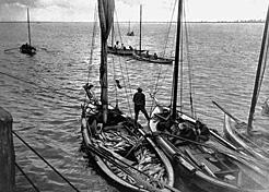 Gillnetters at work near the mouth of the Fraser River around 1910. Sometimes fishers stayed out in these small boats for several days. BC Archives B-08416

