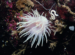 Agamemnon Channel, Nelson Island, s. BC