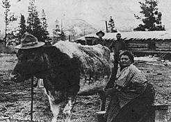 Mrs. Chancy Smith milks a cow on her Elk Valley farm in the East Kootenay. W. Bovin and Chancy Smith are in the background. Glenbow Archives NA-1320-5