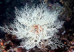 Basket star. Stubbs Island, Weynton Passage, c. BC