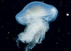 Fried egg jellyfish. Green Bay, Nelson Island, s. BC