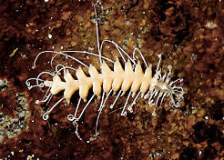 Obtuse sponge-dwelling necklace worm. Sechelt Peninsula, Agamemnon Channel, s. BC