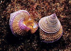 Purple-ringed topsnail. Turn Island, San Juan Channel, n. Washington