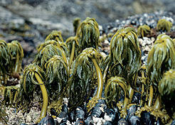 Sea palm. Frank Island, w. Vancouver Island, s. BC