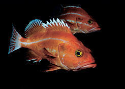 Yelloweye rockfish. Nelson Rock, Malaspina Strait, s. BC