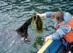 Hand harvesting bull kelp, on Vancouver Island, BC.