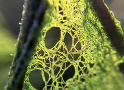 <em>Rhizoclonium lubricum</em> filaments, reminiscent of green fishing line.