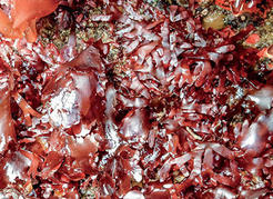 A cacophony of red seaweed species appears at low tide.