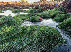 Surfgrass bed at low tide in Pacific Grove, CA.