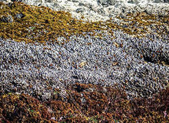 Seaweeds and other species are limited in where they can survive in the intertidal region, creating horizontal “bio-bands” across the shore.