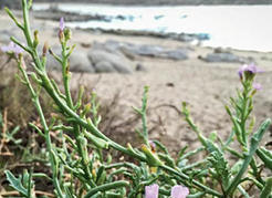<em>Cakile edentula</em> and other shore plants along Carmel Beach, CA.