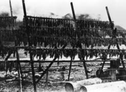 The arrival of shoals of herring to spawn into Clayoquot Sound each spring started the seasonal cycle of food harvesting. The Nuu-chah-nulth anchored hemlock boughs in the bays and inlets during a herring spawn. When heavily coated with herring roe, the boughs were collected and dried on racks, for use in the winter. Mount Angel Abbey Library